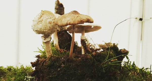 mushrooms